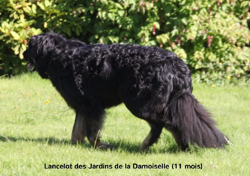 Lancelot des Jardins de la Damoiselle