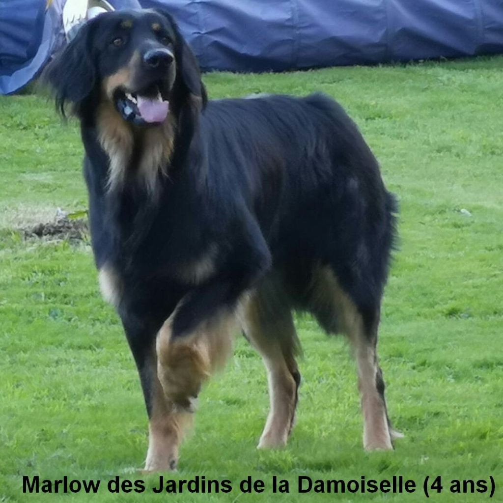 Marlow des Jardins de la Damoiselle