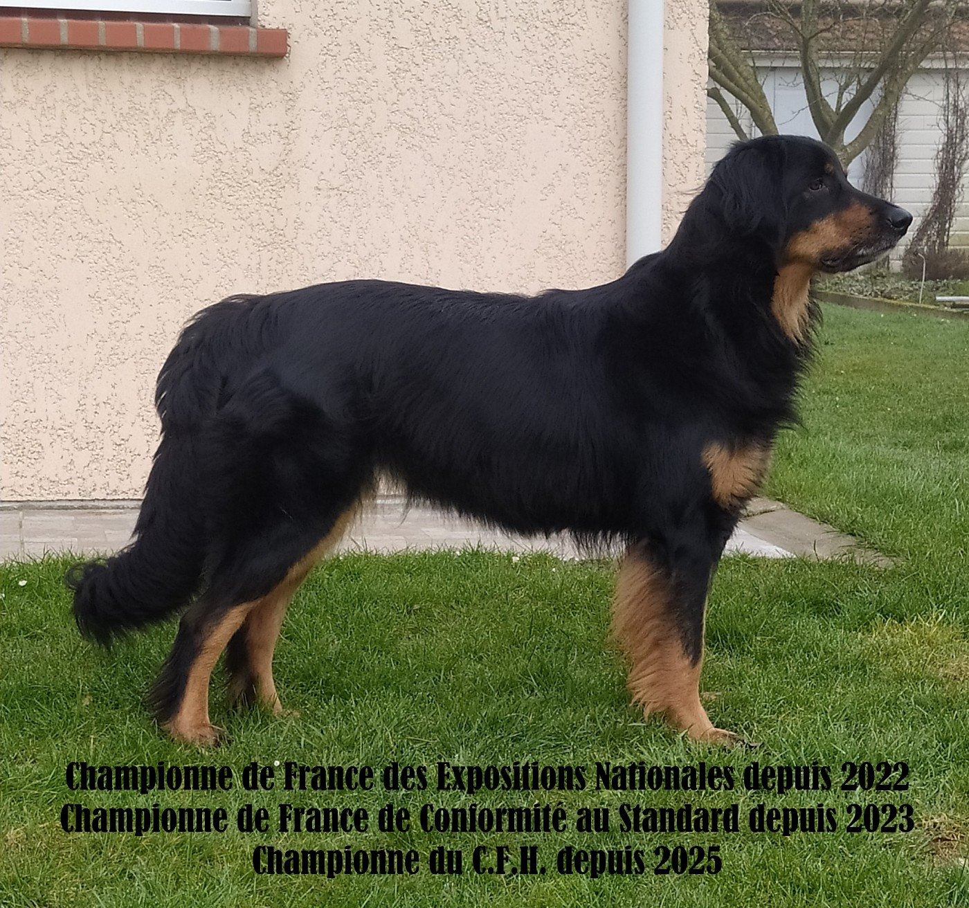 CH. Phuket des Jardins de la Damoiselle