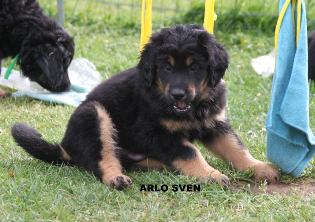 Arlo sven des Jardins de la Damoiselle