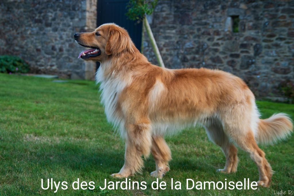 Ulys des Jardins de la Damoiselle